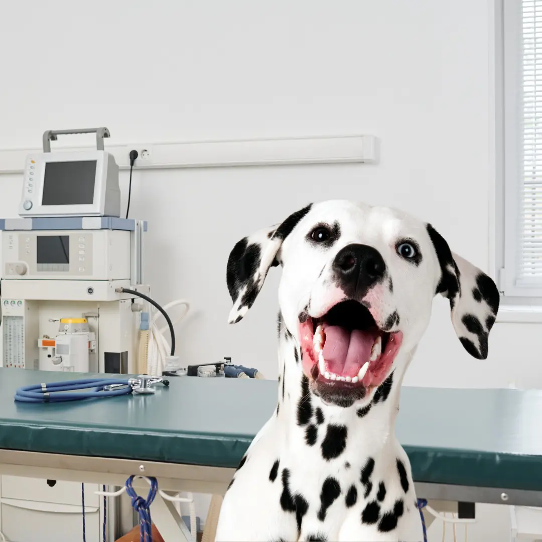 Dalmatialainen koira eläinklinikalla hoitamassa hampaitaan